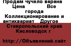 Продам чучело варана › Цена ­ 15 000 - Все города Коллекционирование и антиквариат » Другое   . Ставропольский край,Кисловодск г.